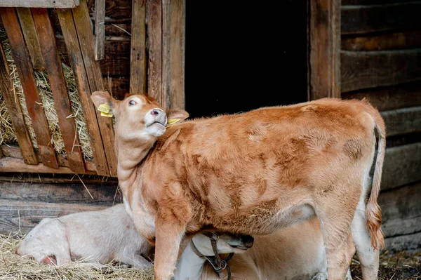 Happy Jersey Vache Nourrissant Dans Une Ferme — Photo