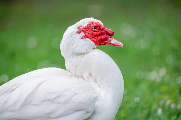 Bílý Krocan Farmě Zelené Trávě — Stock fotografie