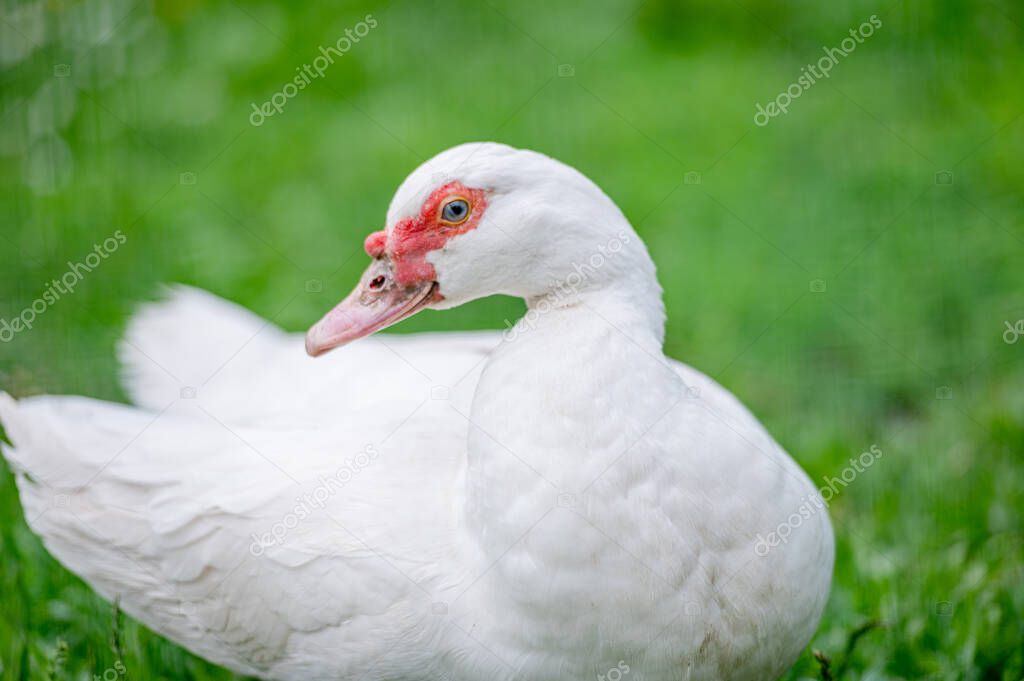 White turkey on a farm on a green grass.