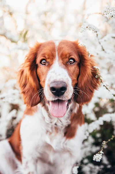 Mignon Chien Épagneul Springer Gallois Reproduisent Sous Les Arbres Fleurs — Photo