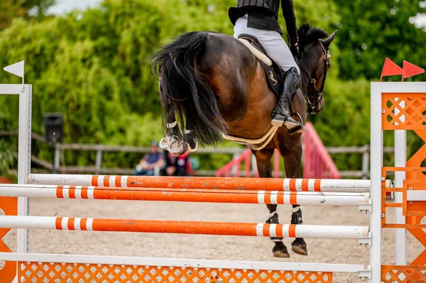 Detalhe Cavalo Competição Showjumping — Fotografia de Stock