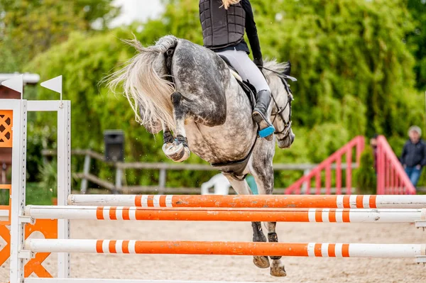 Detalhe Cavalo Competição Showjumping — Fotografia de Stock