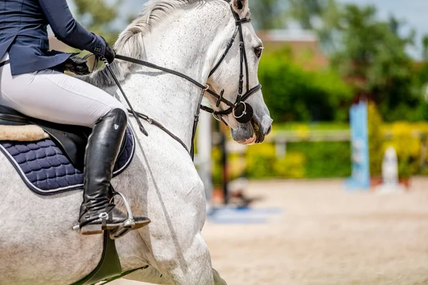 Λεπτομέρεια Του Αλόγου Από Διαγωνισμό Showjumping — Φωτογραφία Αρχείου