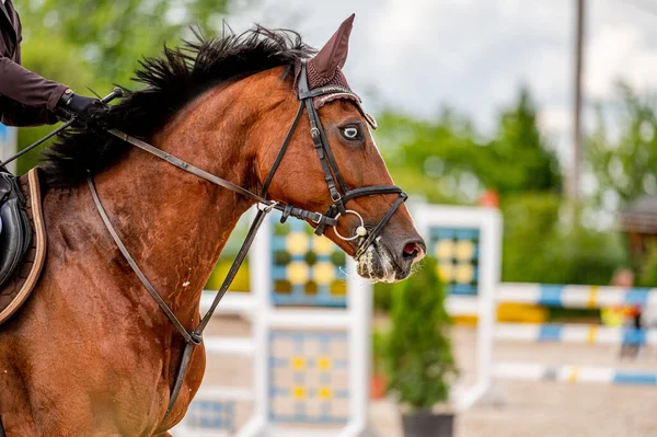 Détail Cheval Compétition Saut Obstacles — Photo