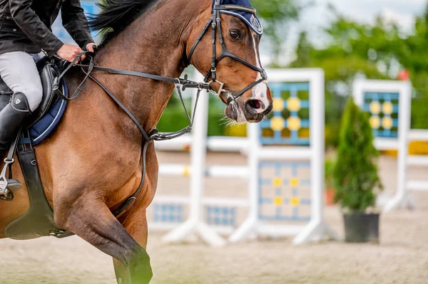 Detail Horse Showjumping Competition — Stock Photo, Image
