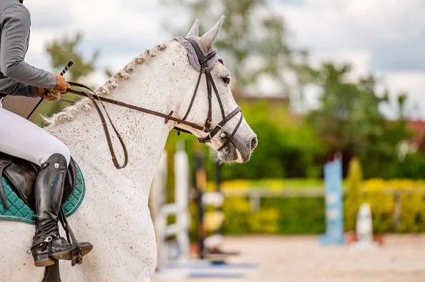 Détail Cheval Compétition Saut Obstacles — Photo