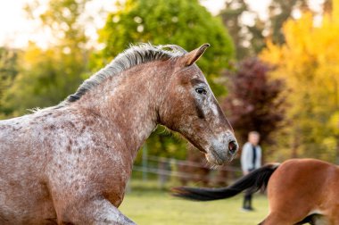 Güzel, çarpıcı Galler dağ midillisi genç Helathy aygır altın saatinde otlakta koşuyor ve poz veriyor. Harika bir manzarası olan harika bir hayvan..