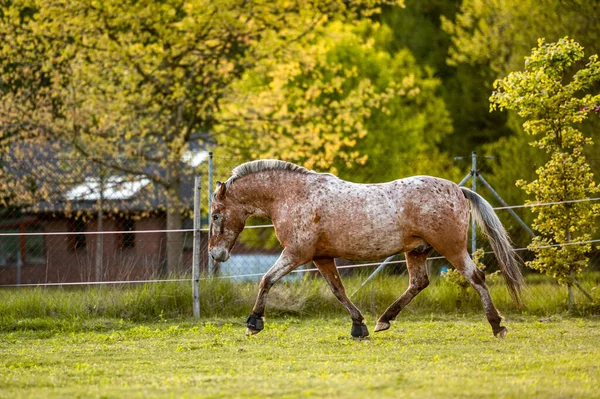 Gyönyörű Lenyűgöző Walesi Hegyi Póni Fiatal Helathy Csődör Fut Pózol — Stock Fotó