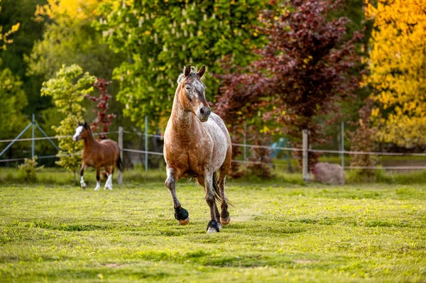 Hermoso Impresionante Pony Montaña Galesa Joven Semental Heladoso Corriendo Posando — Foto de Stock