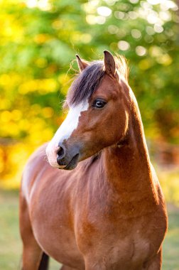 Güzel, çarpıcı Galler dağ midillisi genç Helathy aygır altın saatinde otlakta koşuyor ve poz veriyor. Harika bir manzarası olan harika bir hayvan..