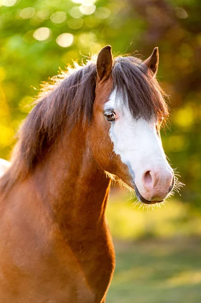 Beautiful Stunning Welsh Mountain Pony Young Helathy Stallion Running Posing — Stock Photo, Image