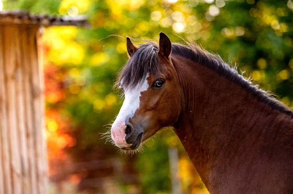 Hermoso Impresionante Pony Montaña Galesa Joven Semental Heladoso Corriendo Posando — Foto de Stock