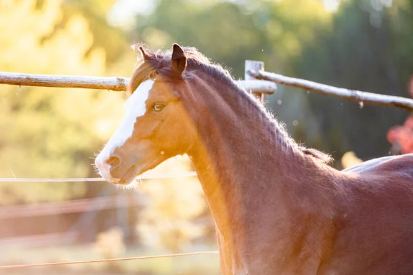 Hermoso Impresionante Pony Montaña Galesa Joven Semental Heladoso Corriendo Posando — Foto de Stock