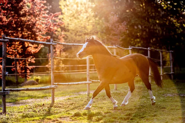 Hermoso Impresionante Pony Montaña Galesa Joven Semental Heladoso Corriendo Posando — Foto de Stock