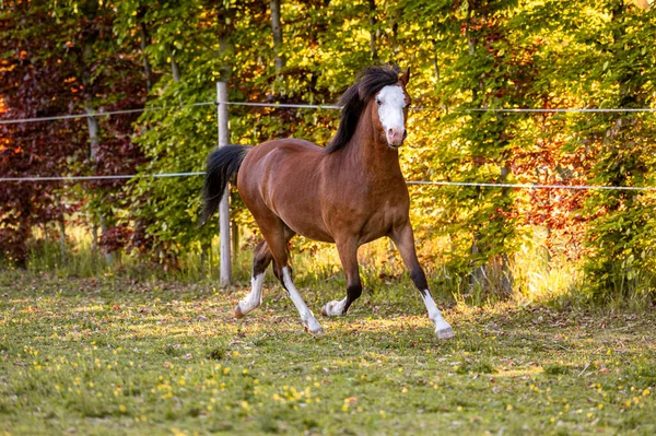 Vakker Velkledd Ung Hjelpeløs Hingst Som Løper Poserer Beite Gulltimen – stockfoto