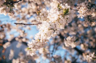 Bahar mevsiminde çiçek açan güzel bir ağaç. Altın saat ışığıyla yakın plan fotoğraf..