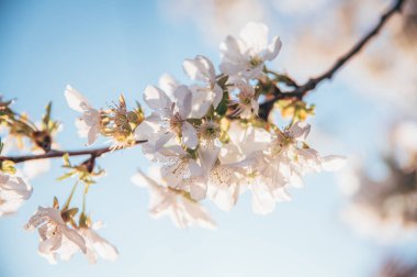 Bahar mevsiminde çiçek açan güzel bir ağaç. Altın saat ışığıyla yakın plan fotoğraf..