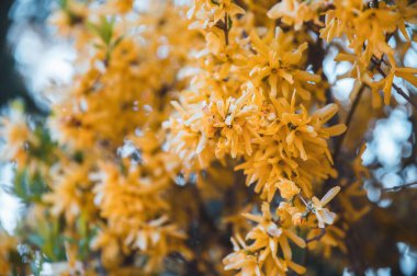 Forsythia 'nın canlı sarı dalları. Bahar mevsimi, çiçekler, çiçekler..