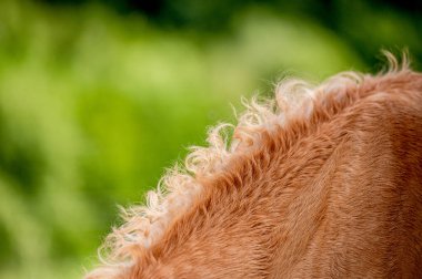 Yele 'nin şirin bir kısrağın üzerindeki sevimli yakın plan fotoğrafı. At tayı detayı..