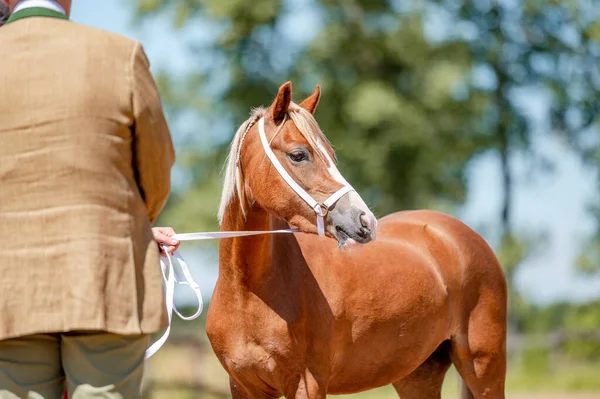 Espectáculo Caballos Mano Retrato Hermoso Caballo Infernal —  Fotos de Stock