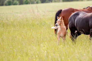 Gün batımında çayırda şirin küçük at yavrusu. Yumuşak, güzel, sağlıklı, küçük at kısrağı..
