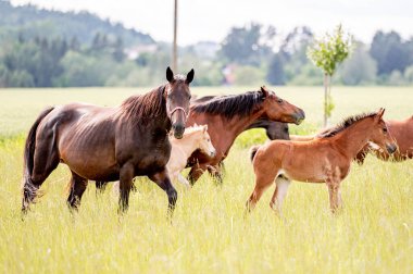 Gün batımında çayırda şirin küçük at yavrusu. Yumuşak, güzel, sağlıklı, küçük at kısrağı..