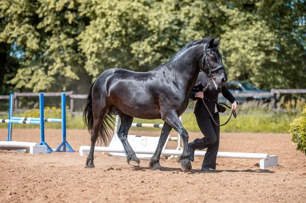 Handpferdeschau Schöner Schwarzer Stutenhengst Der Britischen Rasse Fell Pony Motion — Stockfoto