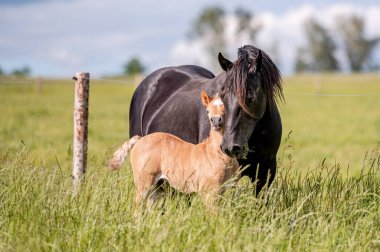 Gün batımında çayırda şirin küçük at yavrusu. Yumuşak, güzel, sağlıklı, küçük at kısrağı..