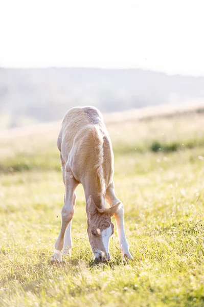 Schattig Klein Schattig Paardeveulen Bij Zonsondergang Weide Pluizig Mooi Gezond — Stockfoto