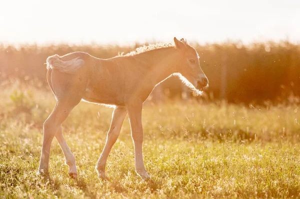 Cute Little Adorable Horse Foal Sunset Meadow Fluffy Beautiful Healthy — Stock Photo, Image