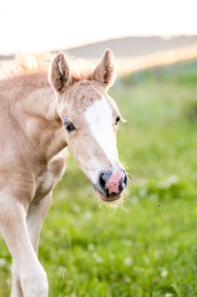 Cute Little Adorable Horse Foal Sunset Meadow Fluffy Beautiful Healthy — Stock Photo, Image