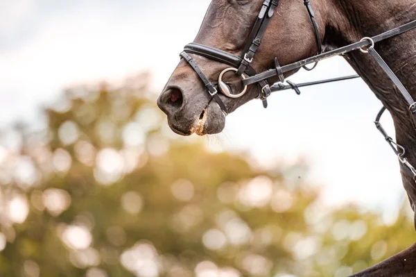 Detalle del caballo durante la competición de salto de caballo. Foto de cerca de accesorios de caballo, silla de montar, brida, estribos . —  Fotos de Stock