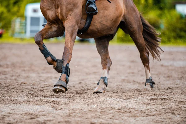 Detail koně při soutěži ve skoku na koních. Fotografie z blízka koňské příslušenství, sedlo, uzdu, třmeny. — Stock fotografie