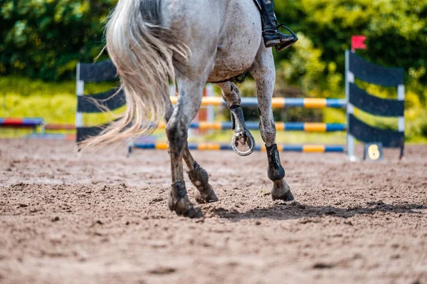 Detalhe do cavalo durante a competição de salto de cavalo. Fechar foto de acessórios de cavalo, sela, freio, estribos . — Fotografia de Stock