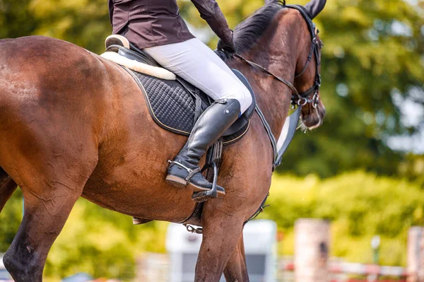 Détail du cheval pendant la compétition de saut d'obstacles. Photo rapprochée des accessoires de cheval, selle, bride, étriers. — Photo