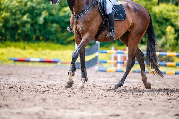 Detail van het paard tijdens het paardenspringen wedstrijd. Close up foto van paard accessoires, zadel, hoofdstel, stijgbeugels. — Stockfoto