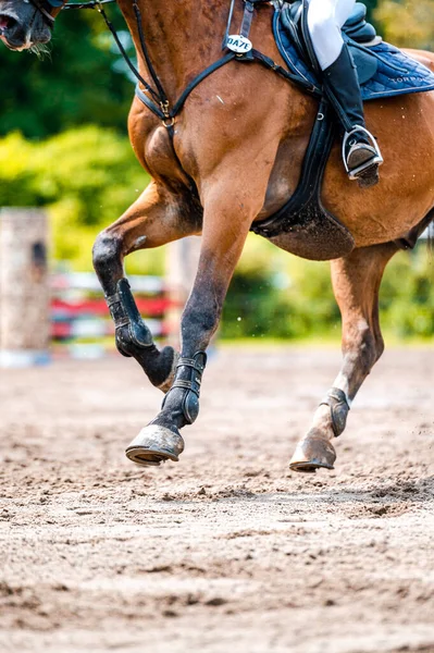 Detail of horse during horse showjumping competition. Close up photo of horse accesories, saddle, bridle, stirrups. — Stock Photo, Image
