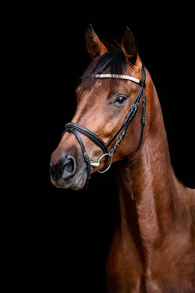 Linda incrível deslumbrante cavalo castanho saudável no fundo preto. Retrato de um garanhão de raça pura . — Fotografia de Stock