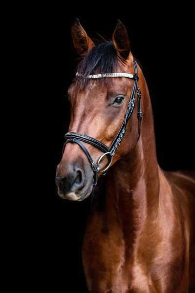 Vackra fantastiska fantastiska friska brun kastanj häst på svart bakgrund. Porträtt av en renrasig hingst. — Stockfoto