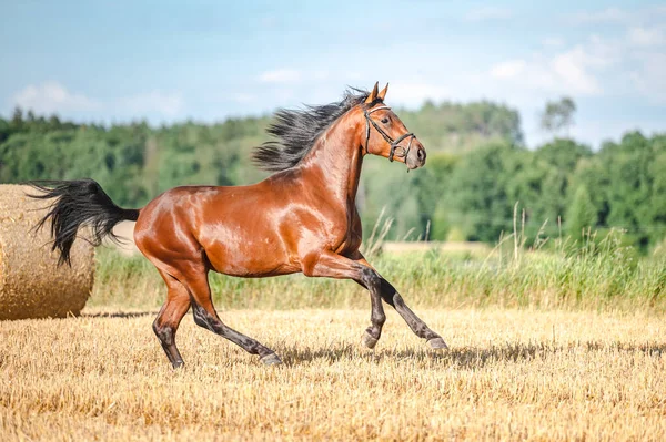 Amazing healthy brown purebred stallion running on a stubble field in summer evening. Stunning horse in motion. — Stock Photo, Image