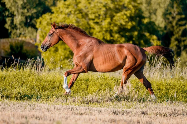 Удивительный Здоровый Каштановый Конь Потрясающая Кобыла Движении Зеленом Фоне — стоковое фото