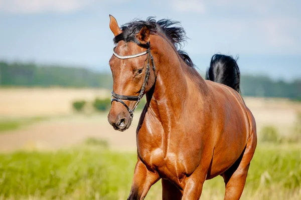 Amazing Healthy Brown Purebred Stallion Running Stubble Field Summer Evening — Stock Photo, Image