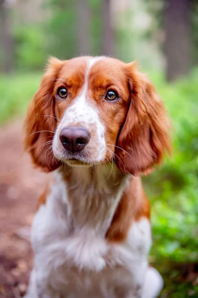 可爱可爱的特写镜头狗肖像画的威尔士斯普林格猎犬品种 森林里的健康快乐的狗 绿色模糊的背景 — 图库照片