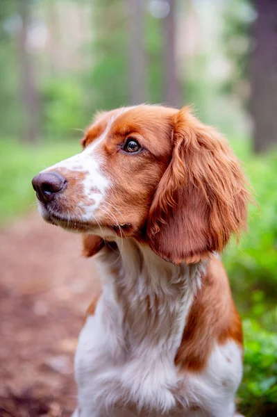 Bedårande Söt Närbild Hund Porträtt Walesiska Springer Spaniel Hund Ras — Stockfoto