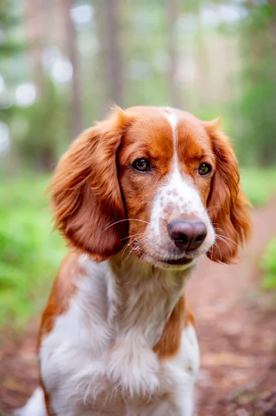 可爱可爱的特写镜头狗肖像画的威尔士斯普林格猎犬品种 森林里的健康快乐的狗 绿色模糊的背景 — 图库照片