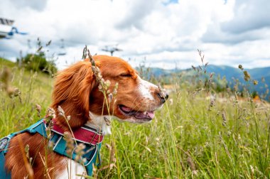 Sağlıklı, mutlu, sevimli Galler springer spanyel köpek cinsi dağlarda yürüyüş yapmanın tadını çıkarıyor..