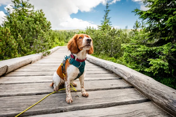 Sağlıklı, mutlu, sevimli Galler springer spanyel köpek cinsi dağlarda yürüyüş yapmanın tadını çıkarıyor..