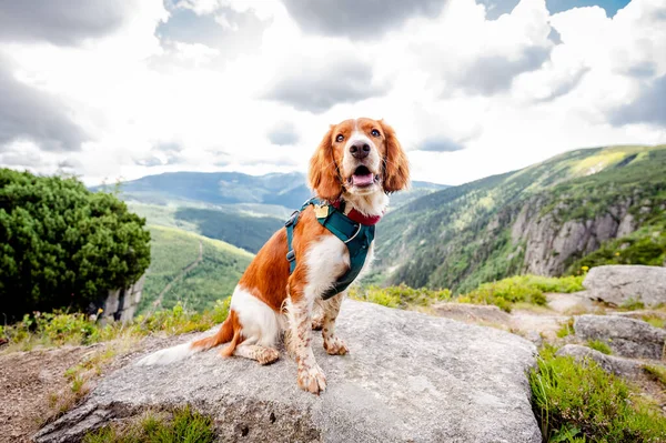 Sağlıklı, mutlu, sevimli Galler springer spanyel köpek cinsi dağlarda yürüyüş yapmanın tadını çıkarıyor..