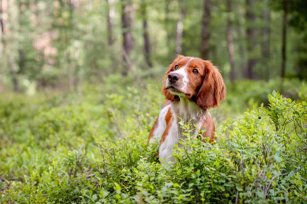 Zdrowy Szczęśliwy Uroczy Pies Walijskiego Springer Spaniel Rasy Lesie Naturalne — Zdjęcie stockowe