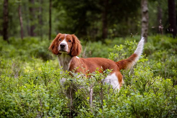 Zdrowy Szczęśliwy Uroczy Pies Walijskiego Springer Spaniel Rasy Lesie Naturalne — Zdjęcie stockowe
